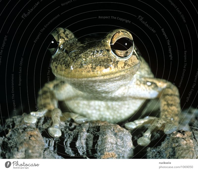 Cubalaub frog, Osteopilus, septentrionalis, Animal Frog Observe Cubanaub frog osteopilus Amphibian Frogs vertebrate Tree frog type of frog Cuba frog