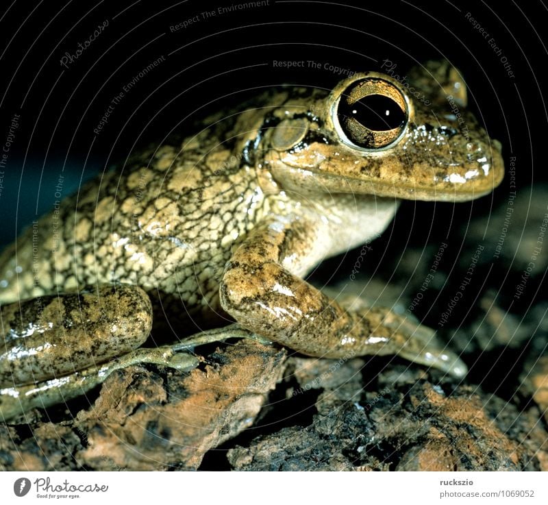 Tree frog sits on gravel path - a Royalty Free Stock Photo from Photocase