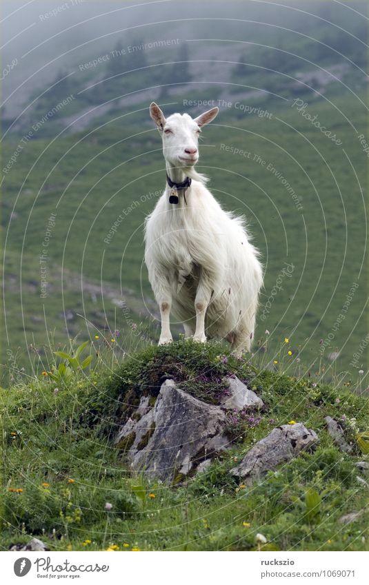 Goats on pasture Milk Mountain Agriculture Forestry Landscape Animal Herd Free White Willow tree appenzellerland Switzerland Rural Alpine pasture