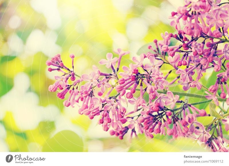 ornament Environment Nature Sun Sunlight Spring Summer Beautiful weather Tree Leaf Blossom Esthetic Spring fever Blossoming Right Curved Pink Violet Yellow