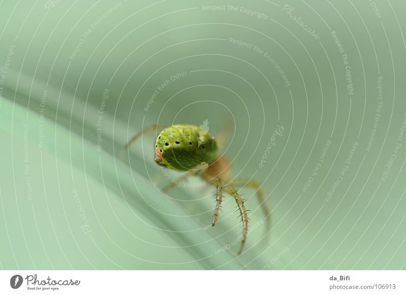 spider Spider Speed Disgust Small Green Environment Transparent Dangerous Fascinating Photomicrograph Insect Animal Grand Macro (Extreme close-up)