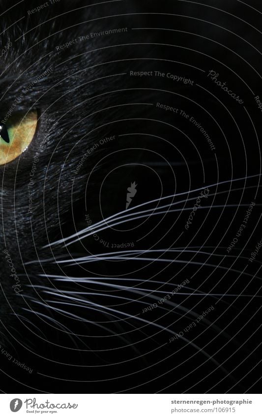 mrrr. Cat Black Panther Threat Attack Animal portrait Mammal Black cat green eyes Black & white photo Cat eyes Domestic cat Eyes