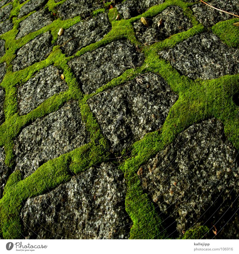 pixel green Granite Green Gray Growth Maturing time Square Cuboid Moss Overgrown Damp microcosm Cobblestones Stone Street Lanes & trails proliferate kallejipp