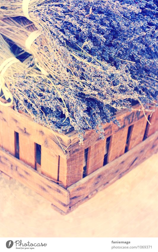 l'été provençal Nature Summer Beautiful weather Blossom Lavender Lavande harvest France Les-Baux-de-Provence Summery Fragrance Basket Warm light Warm colour