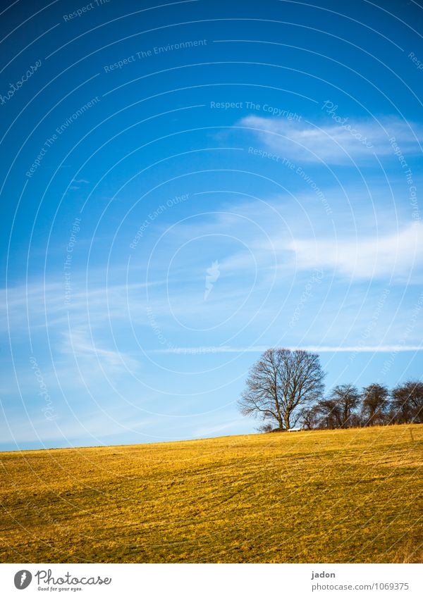 early spring. Environment Nature Landscape Plant Earth Sky Clouds Horizon Sunlight Spring Beautiful weather Tree Grass Meadow Field Infinity Romance Hope Idyll