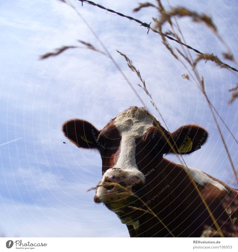 ... at a picnic! Cow Grass Spotted mountain cattle Livestock Animal Moo Brown Barbed wire Mammal Dappled Farm animal Sky Muzzle Looking Looking into the camera
