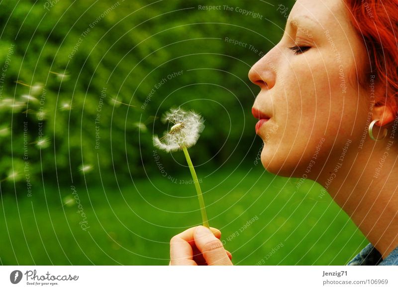 blow. Portrait photograph Woman Meadow Dandelion Blow Summer Green Silhouette Autumn Face Profile Seed Umbrella Distribute Flying fly spread