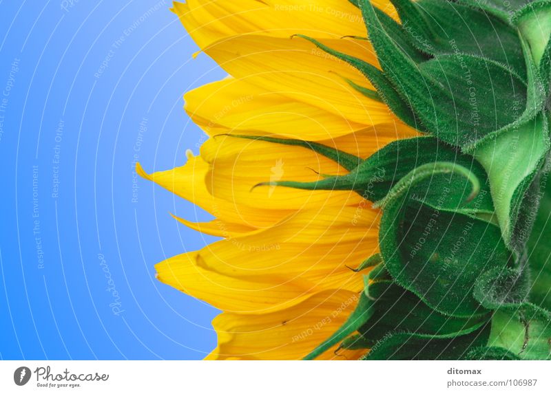 3 colors sunflower Sky Yellow Macro (Extreme close-up) Sunflower Flower Blossom Plant Green Sky blue Gradation Division Tricolour Play of colours Blossom leave