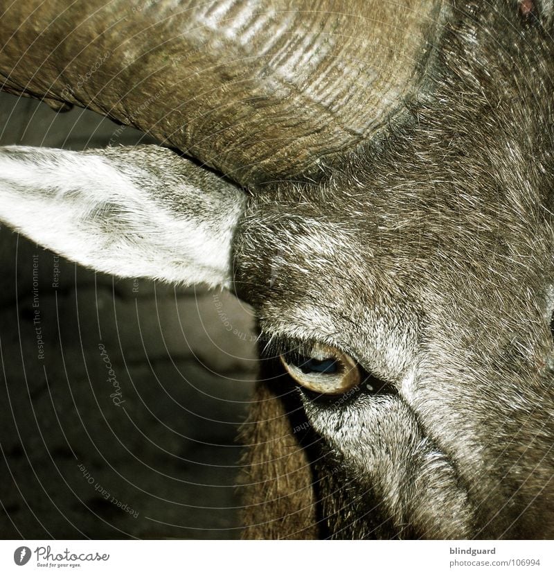 Am I Evil Goats Pelt Devil Brown Gray Farm animal Popular belief Agriculture Animal Ecological Transform Buck Looking Macro (Extreme close-up) Close-up Mammal