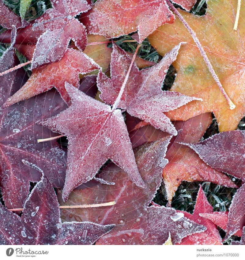 Amberry tree leaves, hoarfrost, Winter Plant Autumn Fog Tree Leaf Cold Yellow Red Black White Moody amberry leaf Hoar frost Haze Mature wheeled Impression Ice