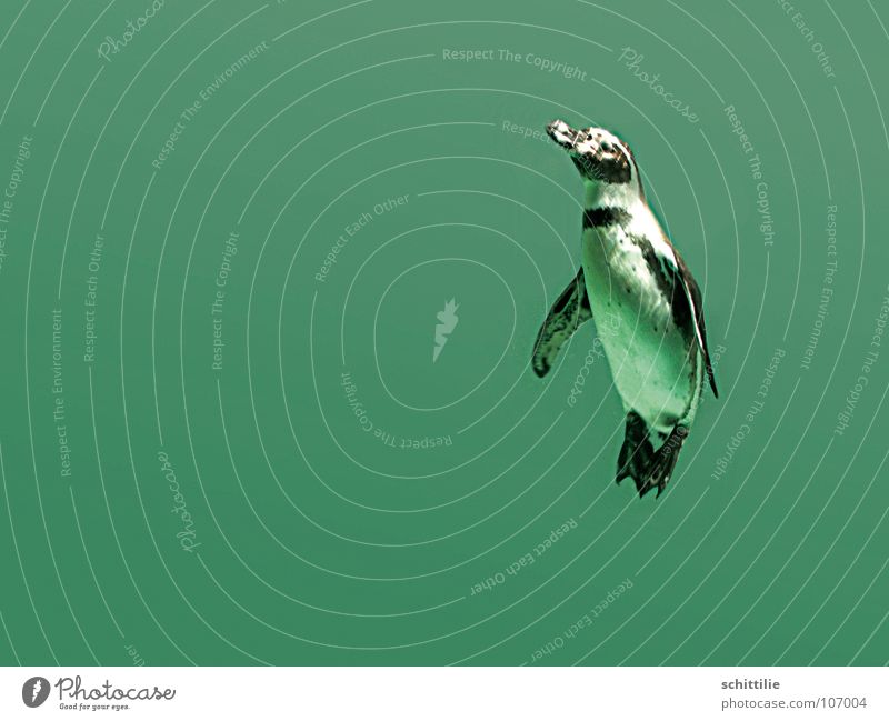 penguin Penguin Green Damp Animal Dive Wet Bird Ocean Water Above Upward Joy Swimming & Bathing