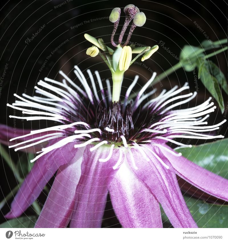 cerulea Passion flower - a Royalty Free Stock Photo from Photocase