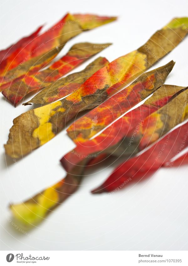 Rest in Pieces II Nature Autumn Leaf Stripe To fall To dry up Point Dry Green Red White Death Autumn leaves Cut Prongs Colour photo Multicoloured Interior shot