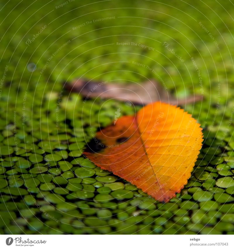 Autumn leaf Leaf Green Yellow Maple tree Maple seed Brown Pond Plant Water nose twitter Autumnal