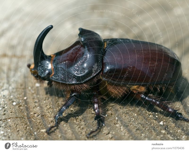 Rhinoceros, Oryctes, nasicornis, male, Masculine Nature Beetle Safety (feeling of) European rhinoceros beetle orycte Seldom Cor anglais taller Rhinoceros beetle