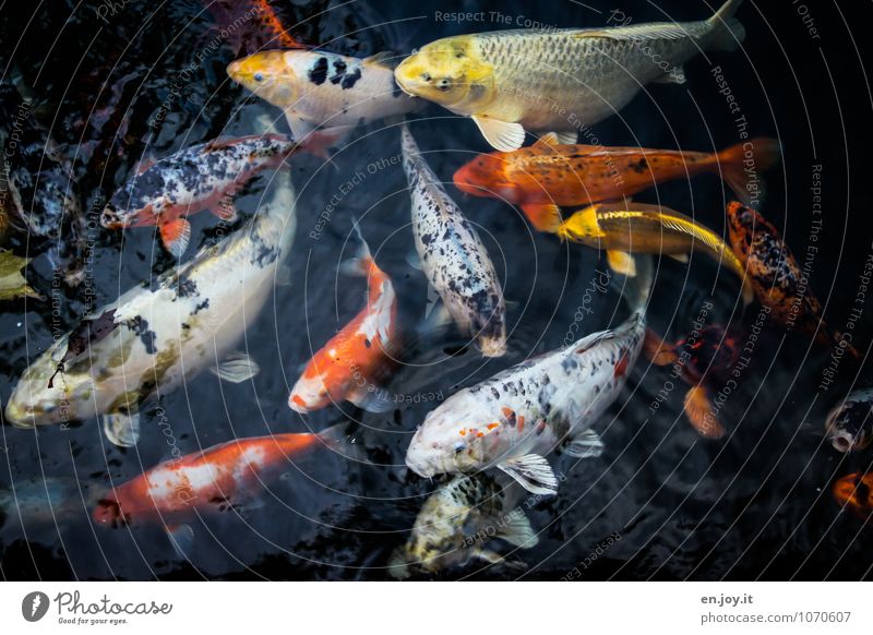 Hunga, Hunga, Hunga Luxury Exotic Fishing (Angle) Water Animal Goldfish Koi Carp Flock Swimming & Bathing Orange Black Life Voracious Fish breeding