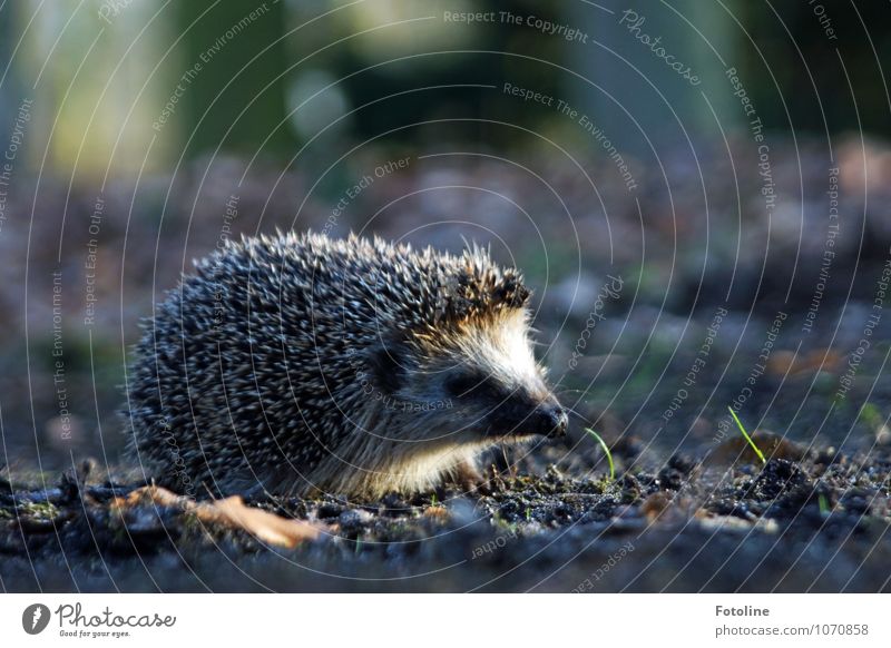hedgehogs Environment Nature Plant Animal Elements Earth Sand Spring Grass Park Forest Wild animal Animal face 1 Bright Small Near Thorny Hedgehog Spine