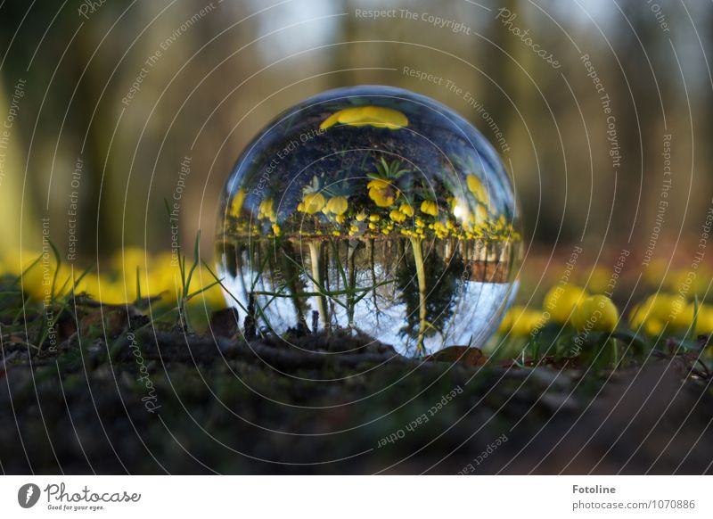 Everything on its head Environment Nature Landscape Plant Spring Beautiful weather Flower Blossom Garden Park Bright Near Natural Brown Yellow Green Glass ball