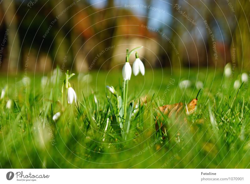 bell ring Environment Nature Plant Spring Beautiful weather Flower Blossom Garden Park Meadow Bright Near Natural Brown Green White Snowdrop