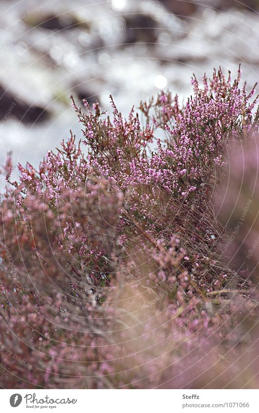 [600] Natural colours of the heather in Scotland Heathland heather blossom Nordic Scottish summer Scottish nature Nordic romanticism Nordic nature