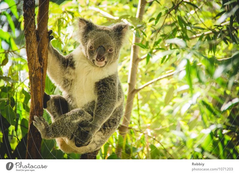 koalalalala SECOND Tree Leaf eucalyptus Eucalyptus tree Forest Virgin forest Australia Animal Wild animal Zoo Koala 1 Observe To hold on Hang Exotic Natural