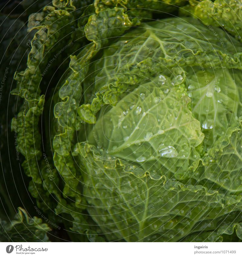 savoy cabbage head Food Vegetable Nutrition Organic produce Vegetarian diet Plant Agricultural crop Cabbage Savoy cabbage Garden Glittering Growth Wet Natural