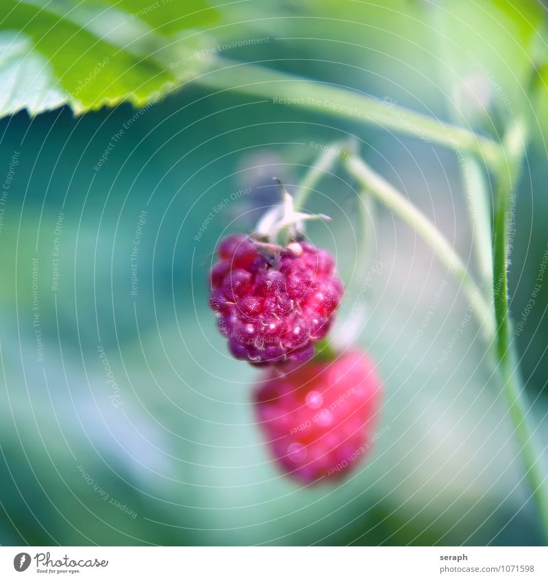 Raspberries Raspberry Fruit Sweet Berries Garden Flower Plant Fresh Food Healthy Eating Thorny Cultivation Botany Vegetarian diet Delicious Nature Natural