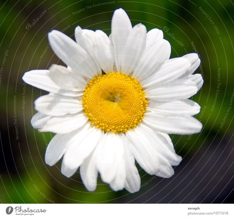 Marguerite Stamen Arrangement Helianthemum Aster stamp Flower Blossoming Flower necklace Daisy Family Growth Plant Floral Leaf Blossom leave Beauty Photography