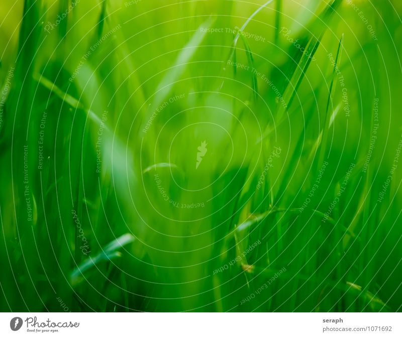Blades of grass Common Reed Floral Grass Blade of grass Marsh grass Green Nature filigree Plant Meadow Blur Herbs and spices Environment Leaf Biology Botany