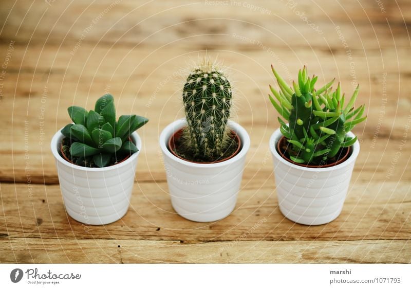 trio Nature Plant Green Cactus Green thumb 3 Wooden table Decoration Spine Thorny Beautiful Succulent plants Colour photo Interior shot Day