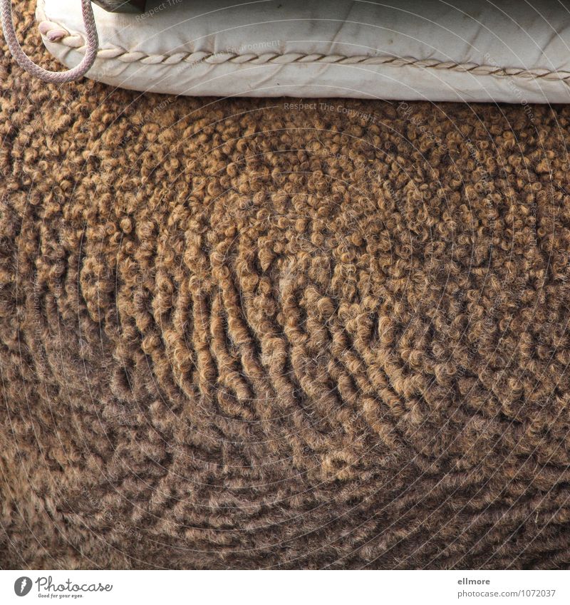 undulated Animal Farm animal Pelt Camel 1 Cushion String Soft Brown Pink White Calm Colour photo Subdued colour Exterior shot Close-up Detail Pattern