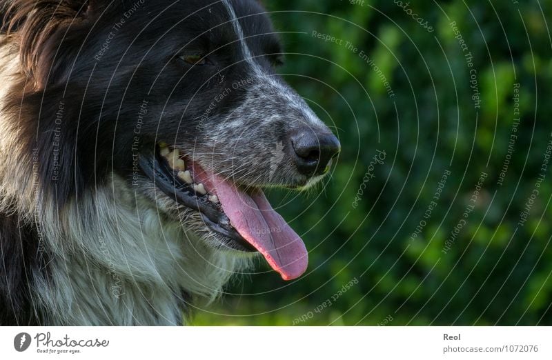 Relax Nature Pet Farm animal Dog border collie Watchdog Herding dog Protect 1 Animal Tongue Set of teeth Sharp thing Head Pelt White Black Nose Breathe