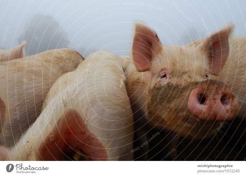 happy pigs Animal Farm animal Animal face Pelt 4 Group of animals Herd Feeding Smiling Romp Pink Colour photo Exterior shot Morning Central perspective