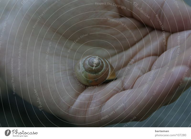 Well you snail Snail shell Hand House (Residential Structure) Palm of the hand Middle Empty Fingers Slowly Animal emigrated snail shelter Domicile Lie