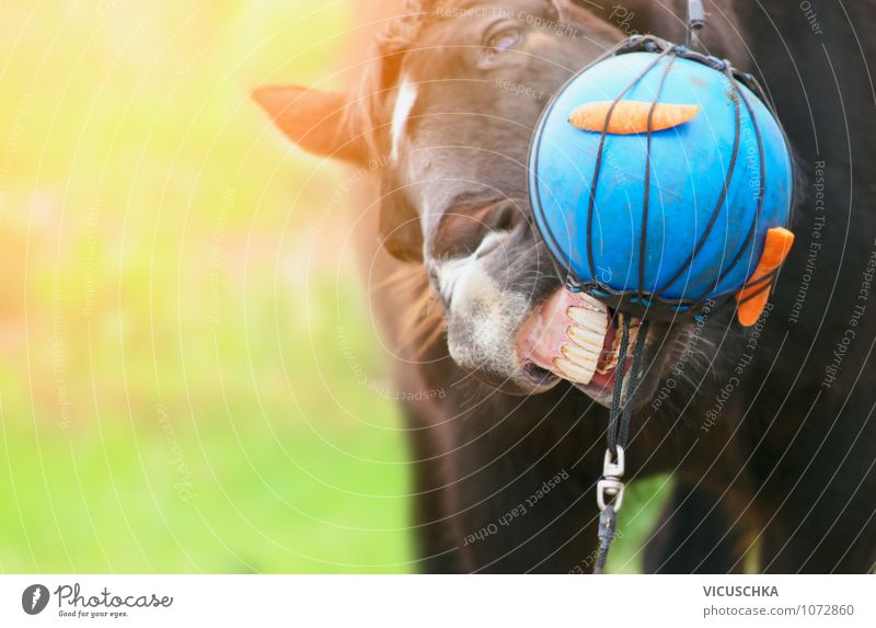 Horses busy with ball and carrots. Vegetable Nature Sunlight Spring Summer Autumn Meadow Field Animal Farm animal 1 Power Action Grinning Work and employment