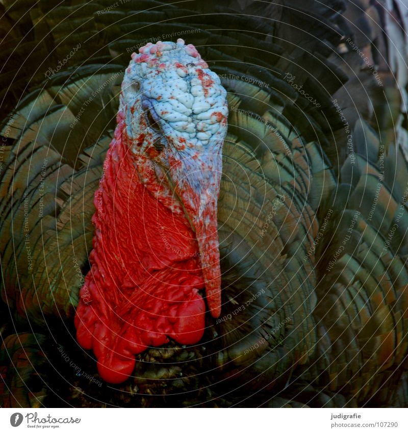 turkey Turkey Bird Animal Farm Feather Beak Red Aggression Public Holiday Food Colour Comb Pride Extraterrestrial being festive roast Thanksgiving