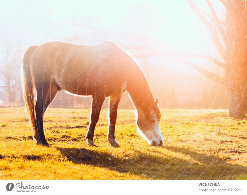 Grazing horse in the evening sun Lifestyle Leisure and hobbies Ride Vacation & Travel Summer Nature Sunrise Sunset Spring Autumn Beautiful weather Meadow Field