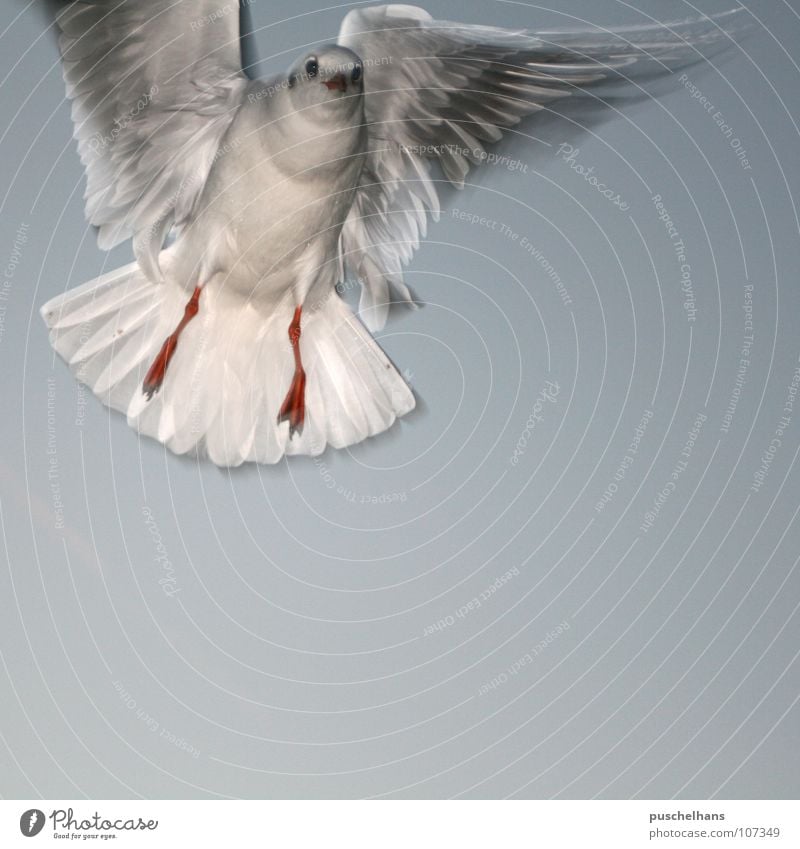 Birdy Seagull Air Easy Stop Ease Hover Looking Frontal Encounter Frightening Surprise Aviation Beautiful Freedom Sky Defenseless Wing Level Calm Snapshot