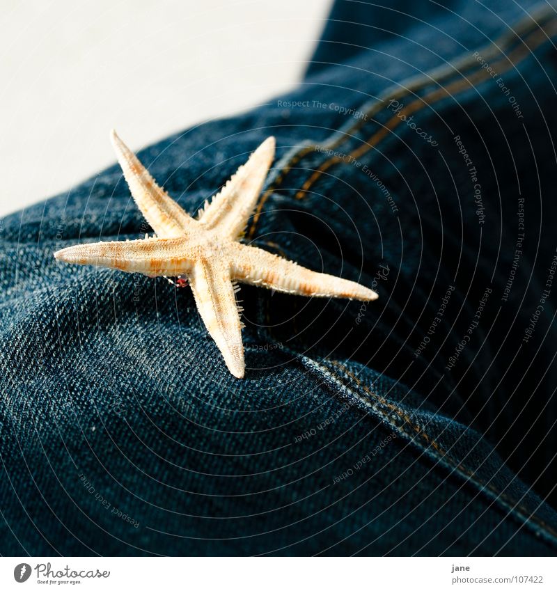 Hey, starlet sunbathing? Starfish Echinoderm Brown Dark Star (Symbol) Seafood Cotton asteroid Eleutherozoans Blue Jeans meets star