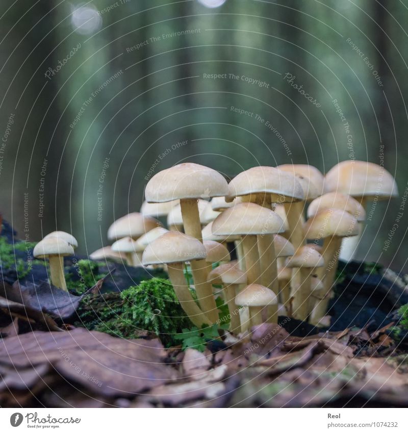 mushrooms Nature Plant Elements Earth Autumn Moss Leaf Wild plant Mushroom Multiple Woodground Macro (Extreme close-up) Forest Dark White Colour photo