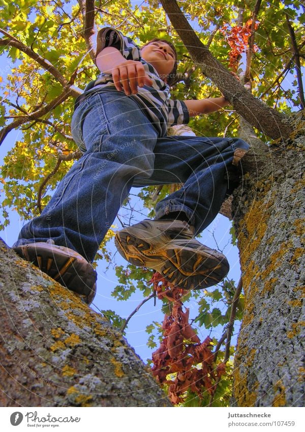 high up Boy (child) Child Tree Climbing Tall To fall Treetop Leaf Autumn Playing Contentment Image (representation) Completed Joie de vivre (Vitality) Under