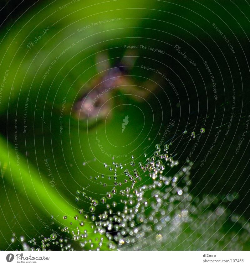Spider Drops Web Diamond Meadow Rain Water Net Drops of water Glass drop forest