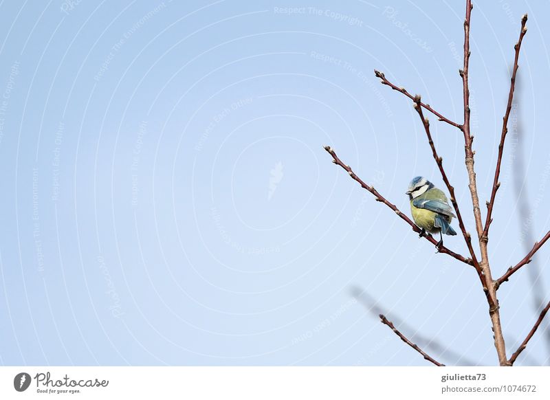 Sky blue and sun yellow Environment Nature Animal Cloudless sky Spring Tree Garden Wild animal Bird Tit mouse Songbirds 1 Observe Crouch Free Small Cute