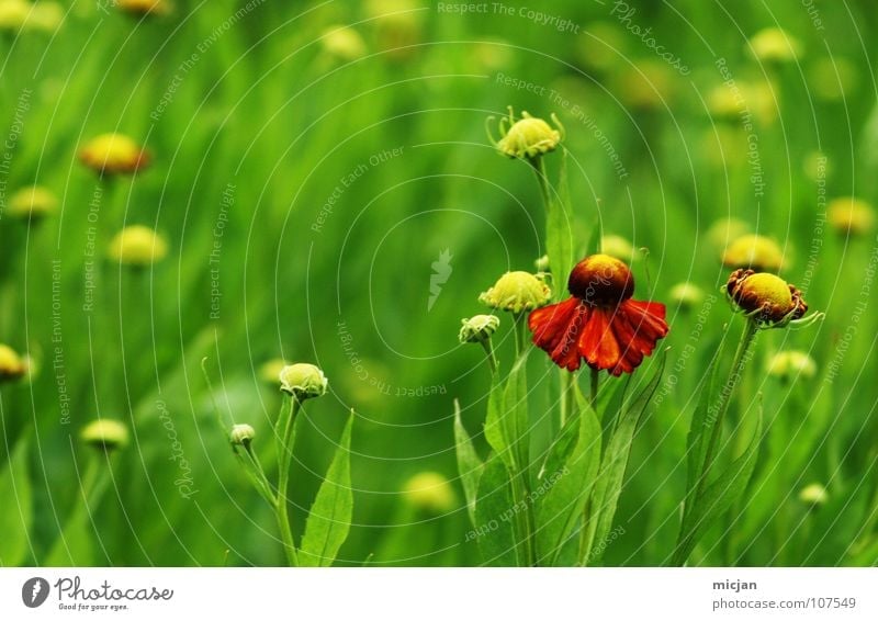 little flower Flower Plant Meadow Green Red Blossom Beautiful Friendliness Growth Loneliness Foreground Wonder Summer Spring Daisy Family Garden Park Nature