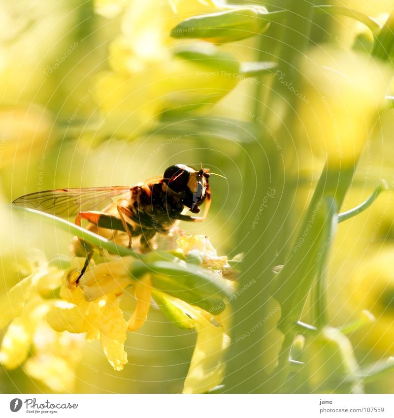 attention ... Stand still! Blossom Pollen Broccoli Summer Wasps Animal Plant Spring Feeler Yellow Honey Insect Stamen Trunk Collection Meadow Green Flower