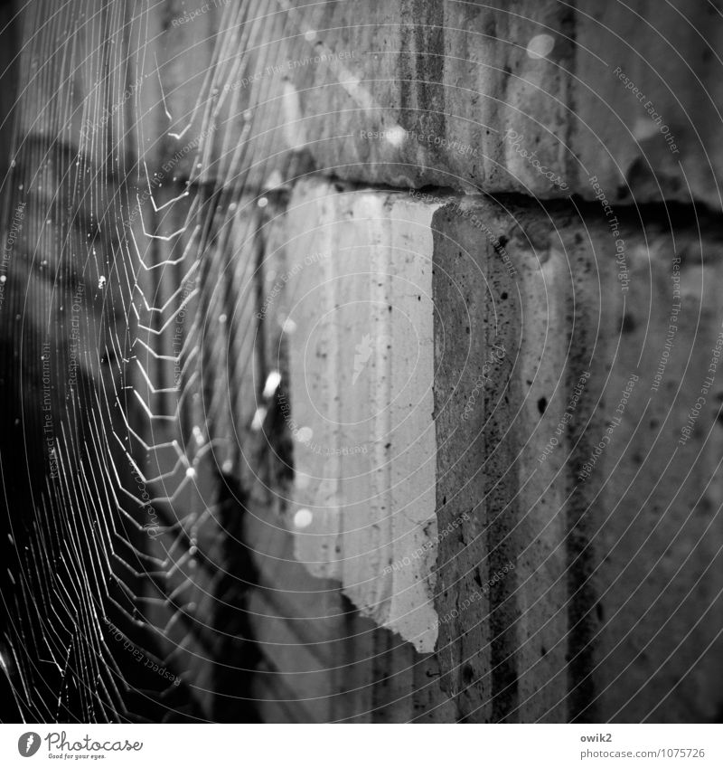 hammock Nature Animal Stone Hang Illuminate Thin Authentic Firm Spider's web Cobwebby Reticular Woven Cuboid Stack Black & white photo Exterior shot Close-up