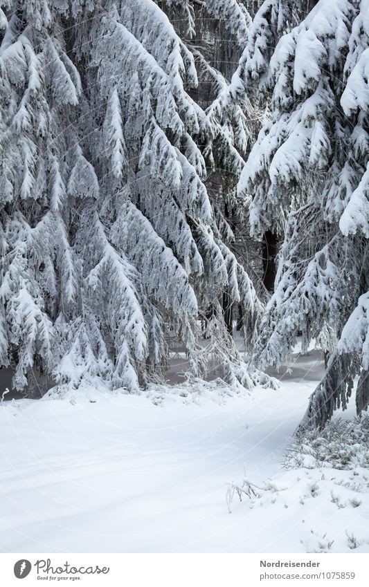 winter Winter Winter vacation Landscape Climate Weather Ice Frost Snow Tree Forest Lanes & trails Freeze White Nature Pure Stagnating Winter forest