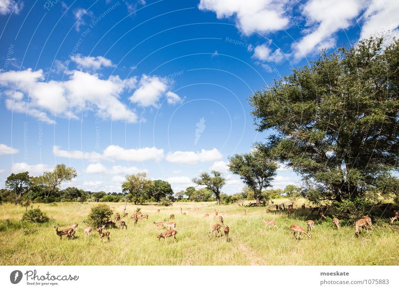 impalas Wild animal To feed Antelope Krueger Nationalpark Africa South Africa Animal Colour photo Subdued colour Deserted Copy Space left Copy Space top Day