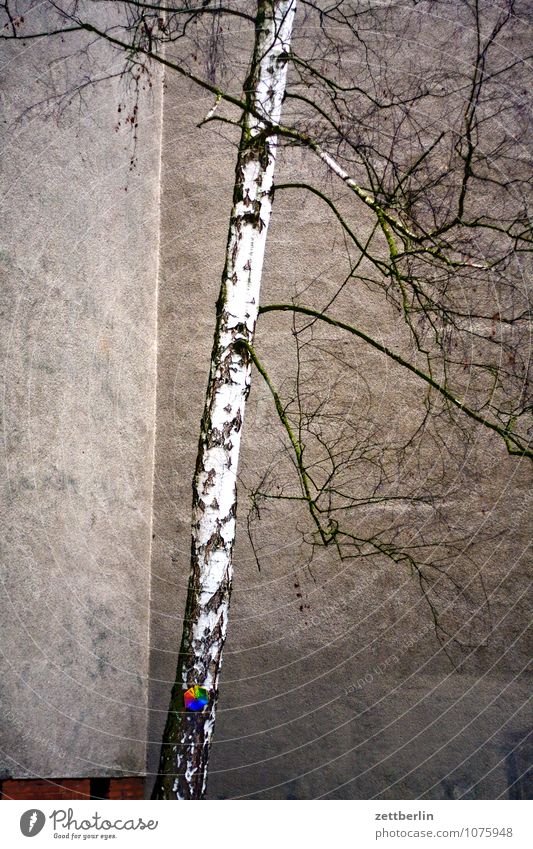 Birch with windmill House (Residential Structure) Apartment Building Wall (barrier) Wall (building) Corner Niche Tree Birch tree Tree trunk Branch Twig Pinwheel