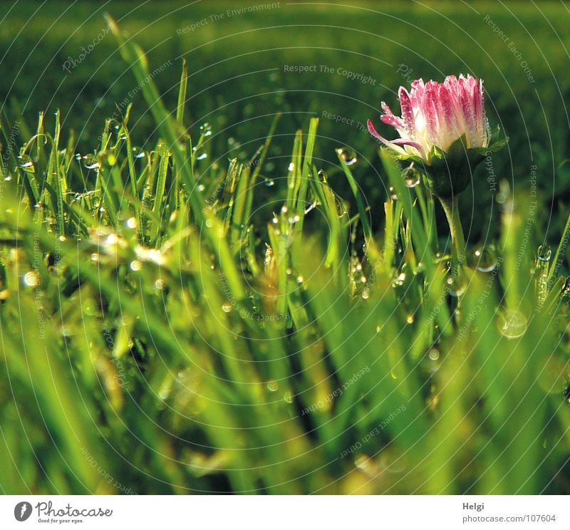 slightly opened bud of a daisy in grass with dew drops Grass Blade of grass Meadow Flower Daisy Stalk Dew Wet Glittering Glimmer Vertical Stand Blur Autumn